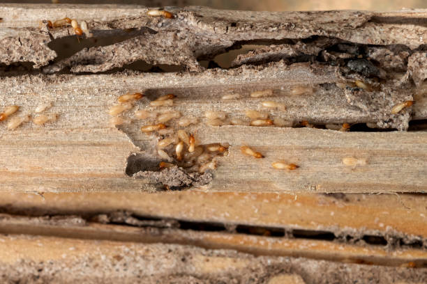 Best Insect Control  in Vermillion, SD