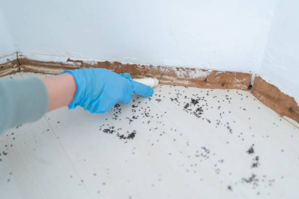 Wasp Removal Services in Vermillion, SD